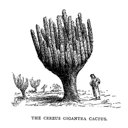 "The Cereus Gigantea Cactus", illustrazione di Cora Slocomb in "An American Idyll"