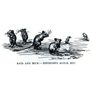 "Rats and mice - Dipodomys agilis, etc.", illustrazione di Cora Slocomb in "An American Idyll"