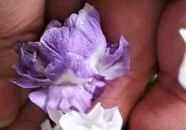 Commercializzazione delle violette di Brazzà