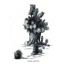 "Yucca Baccata", illustrazione di Cora Slocomb in "An American Idyll"