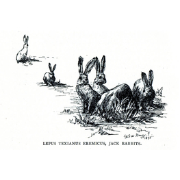 "Lepus Texianus Eremicus, jack rabbits", illustrazione di Cora Slocomb in "An American Idyll"