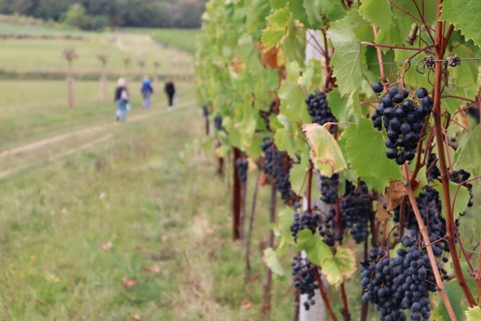 tenuta vitivinicola della Cantina Borgo Sant'Andrea 