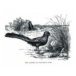"The paisano or chaparral cock", illustrazione di Cora Slocomb in "An American Idyll"