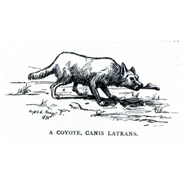 "A coyote, Canis Latrans", illustrazione di Cora Slocomb in "An American Idyll"