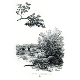 "Tah-sun-up, creosote wood", illustrazione di Cora Slocomb in "An American Idyll"