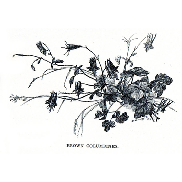 "Brown columbines", illustrazione di Cora Slocomb in "An American Idyll"